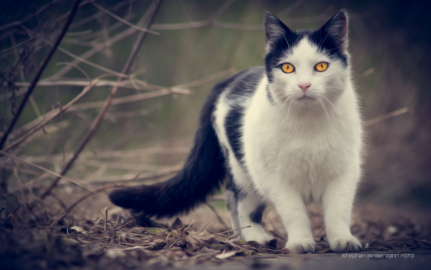 Die Katze auf meinem Weg