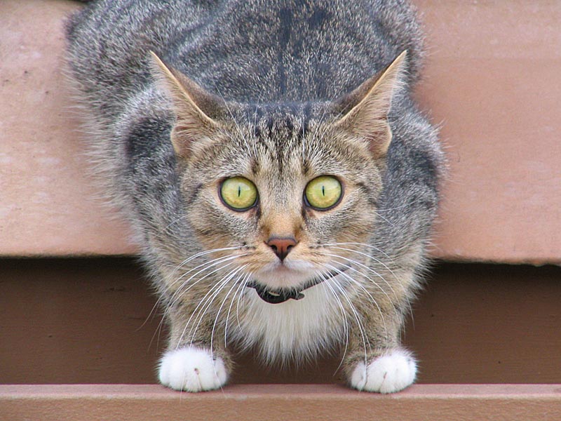 die Katze auf Nachbars Blechdach