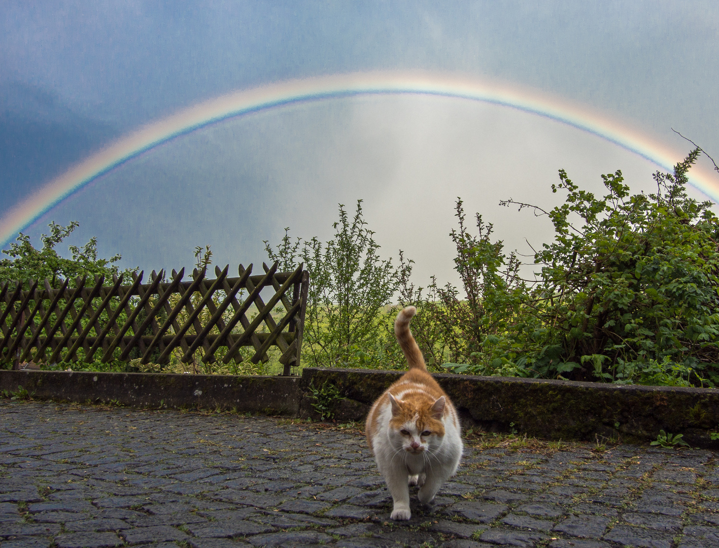 Die Katze aus dem Regenbogen