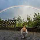 Die Katze aus dem Regenbogen