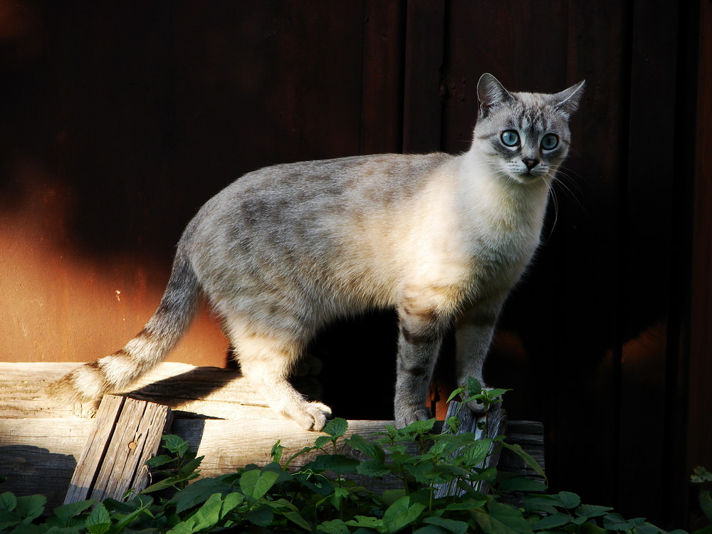 Die Katze aus der Nachbarschaft