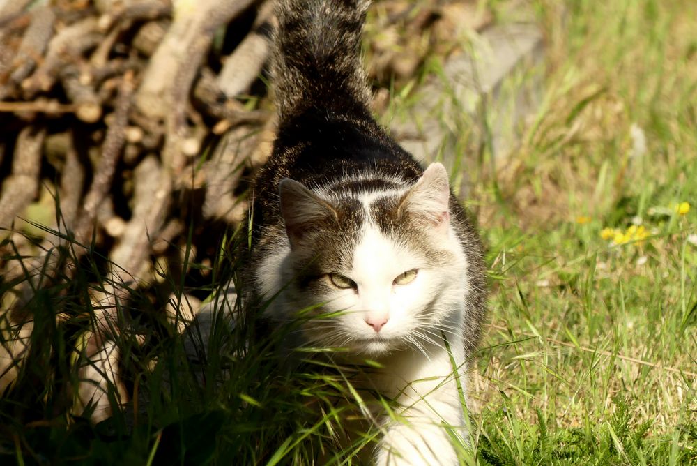 Die Katze aus der Sicht der Maus 