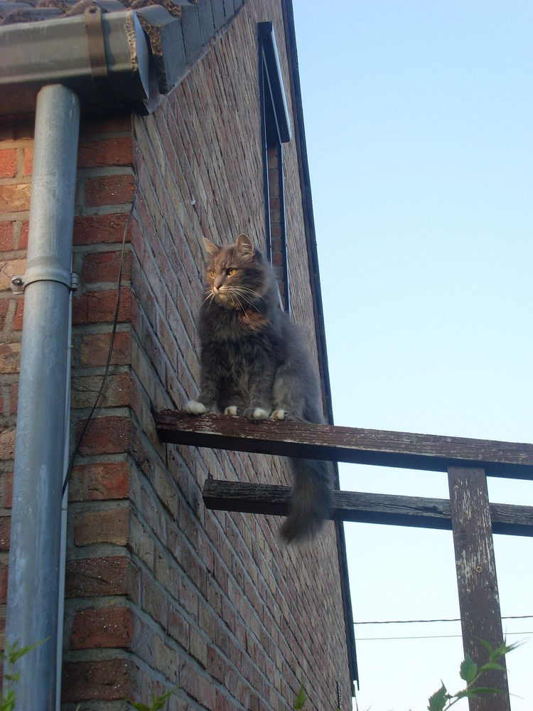 Die Katze bei sonnenuntergang