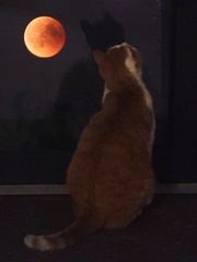 Die Katze bei Vollmond