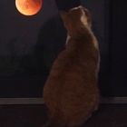 Die Katze bei Vollmond