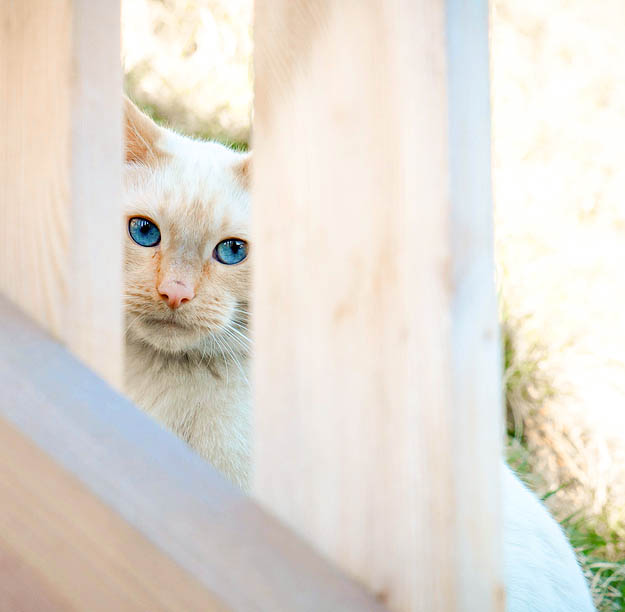 die Katze & das Blau