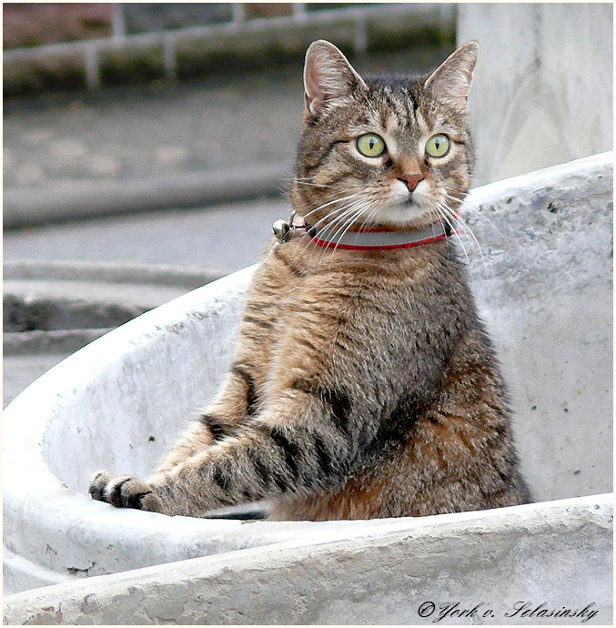 Die Katze, die aus dem Betonrohr schaut