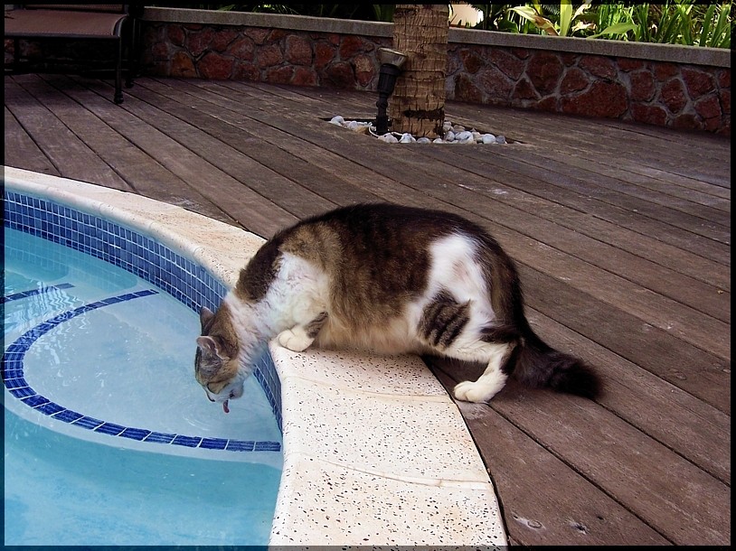 Die Katze, die aus dem Swimmingpool trank