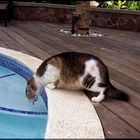 Die Katze, die aus dem Swimmingpool trank