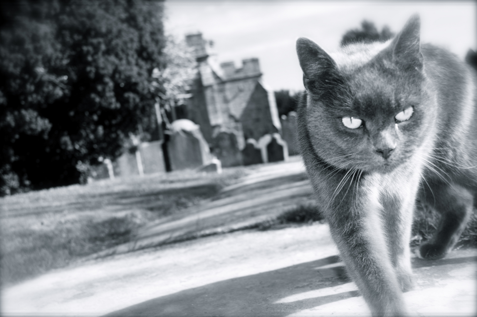 Die Katze die den Friedhof bewacht 2