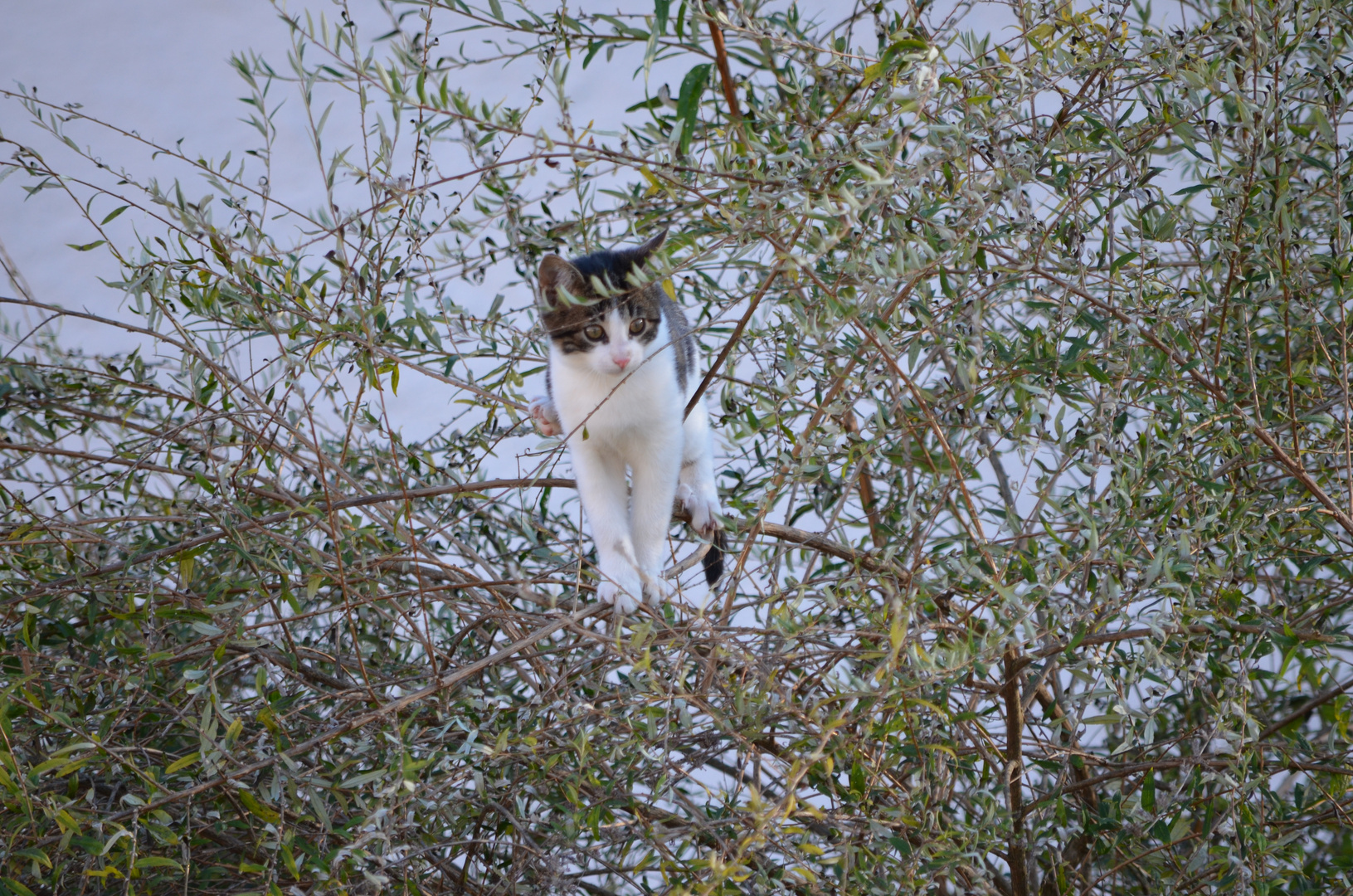 Die Katze die fliegen wollte