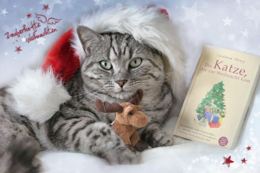 Weihnachtsbilder Katzen Kostenlos