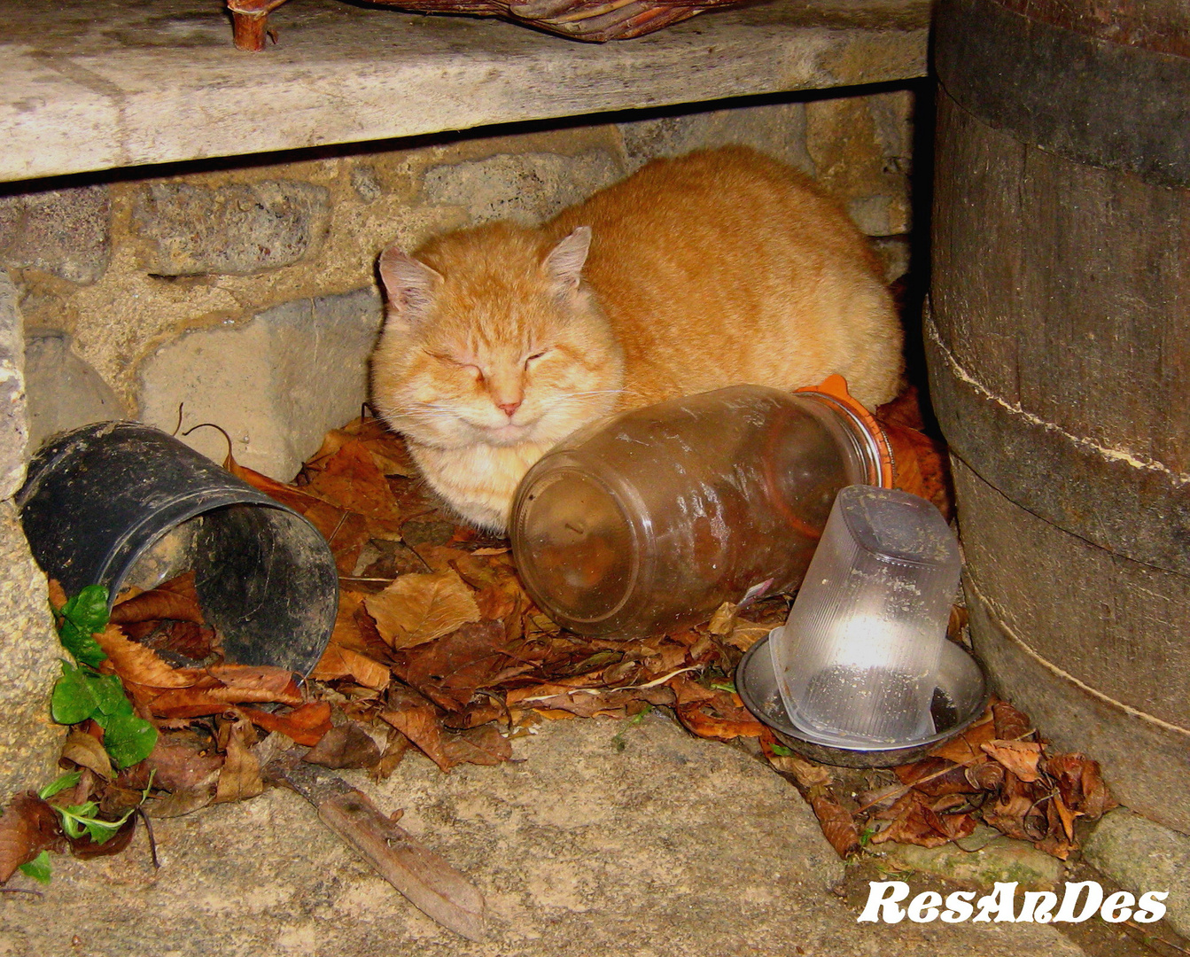 Die Katze geniesst die ersten Sonnenstrahlen des Frühlings