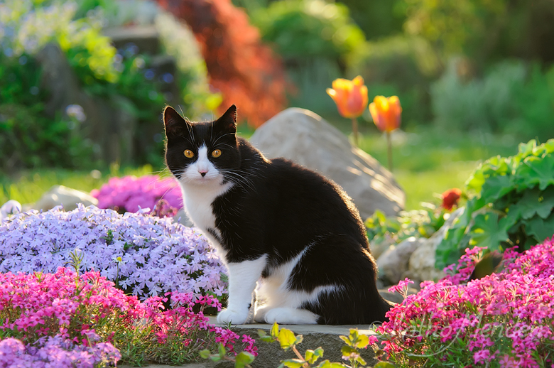 Die Katze gibt dem Garten eine Seele