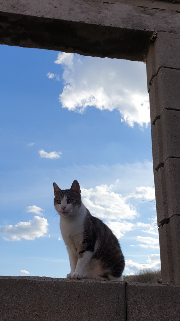 Die Katze hat den Überblick...