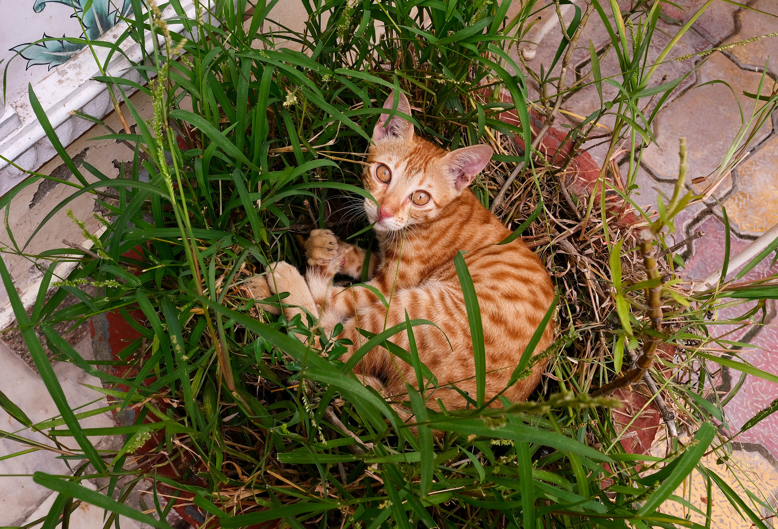 Die Katze im Blumentopf