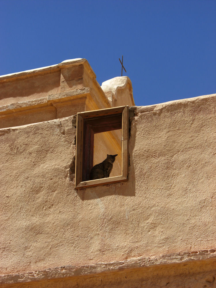 die Katze im Fenster