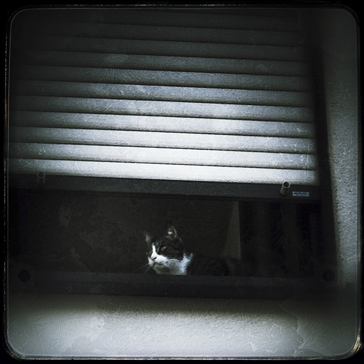 Die Katze im Fenster