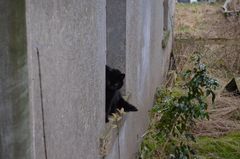 Die Katze im Fenster