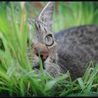 Die Katze im Gras