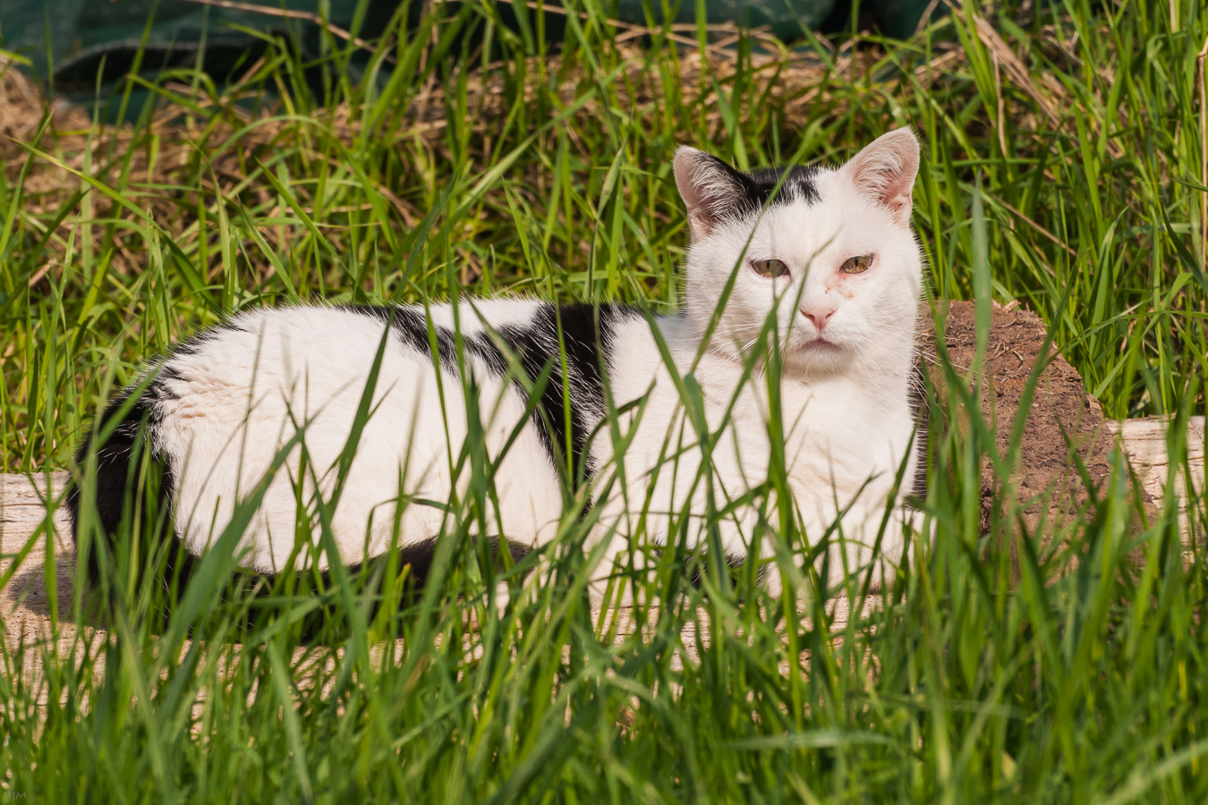 Die Katze im Gras