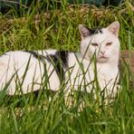 Die Katze im Gras