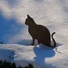 Die Katze im kaltem Schnee