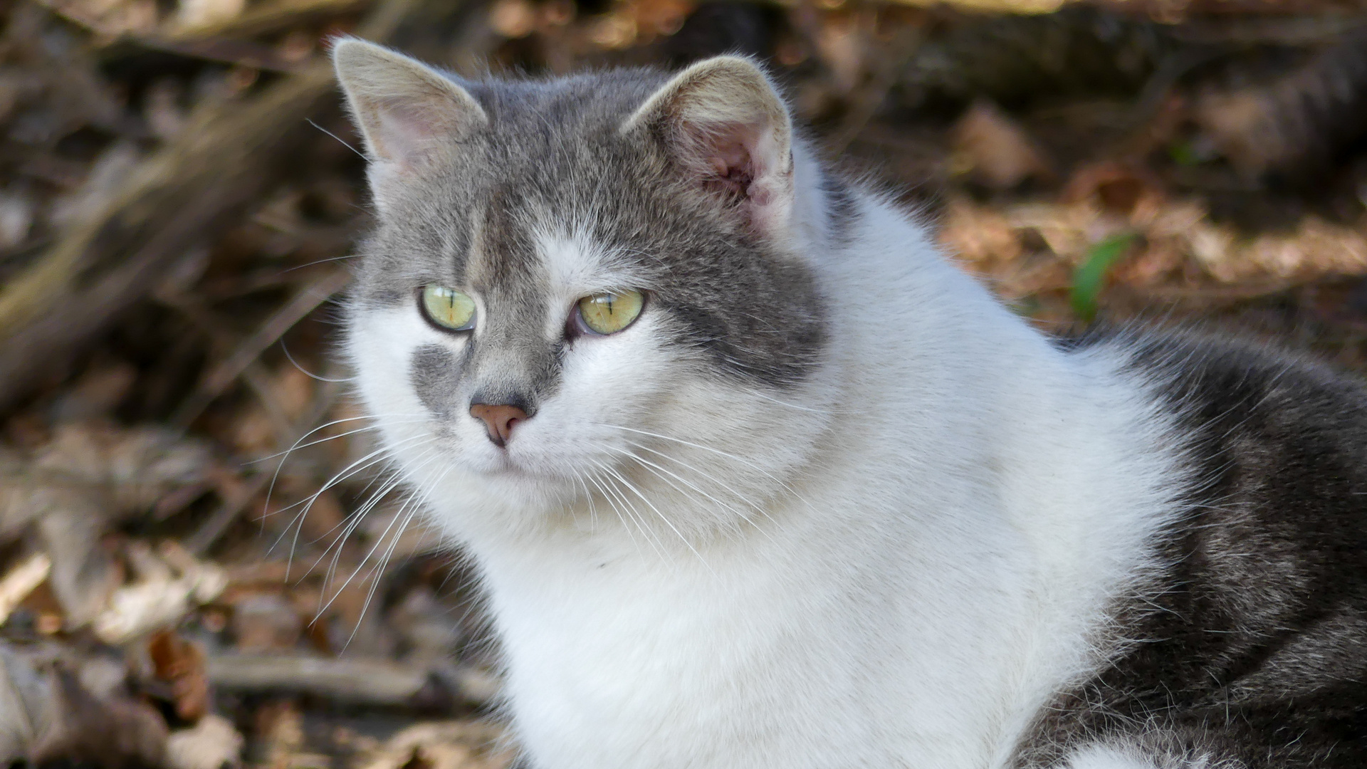 Die Katze im Original ohne Bearbeitung