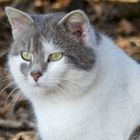 Die Katze im Original ohne Bearbeitung