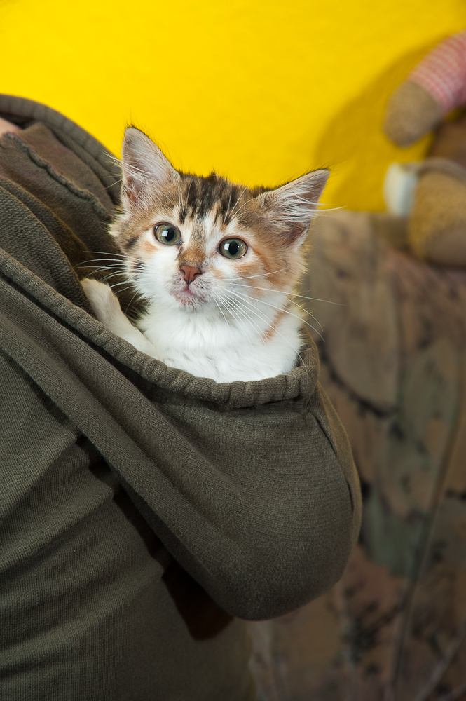 Die Katze im Sack