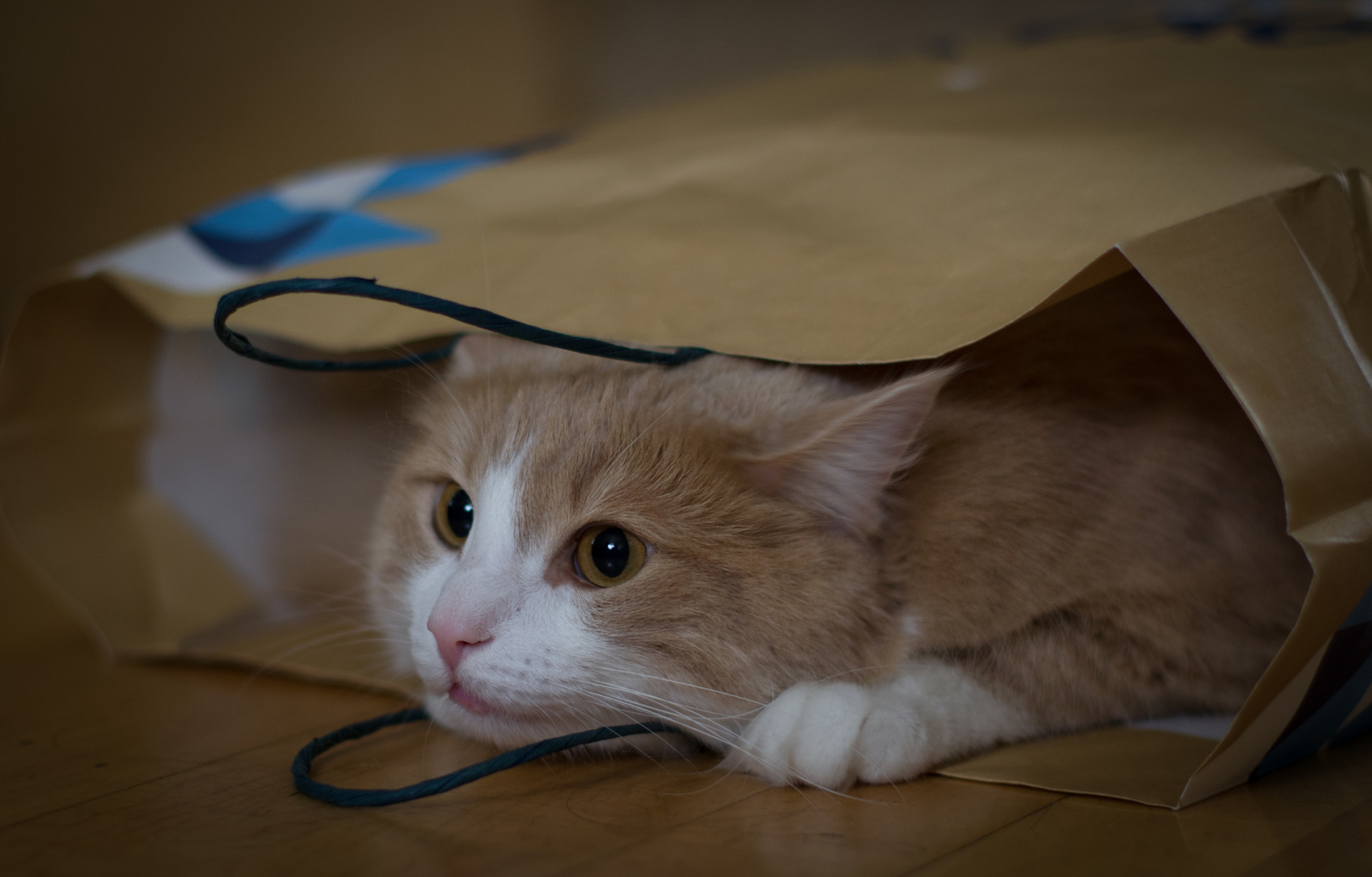 Die Katze im Sack Foto & Bild tiere, haustiere, katzen Bilder auf