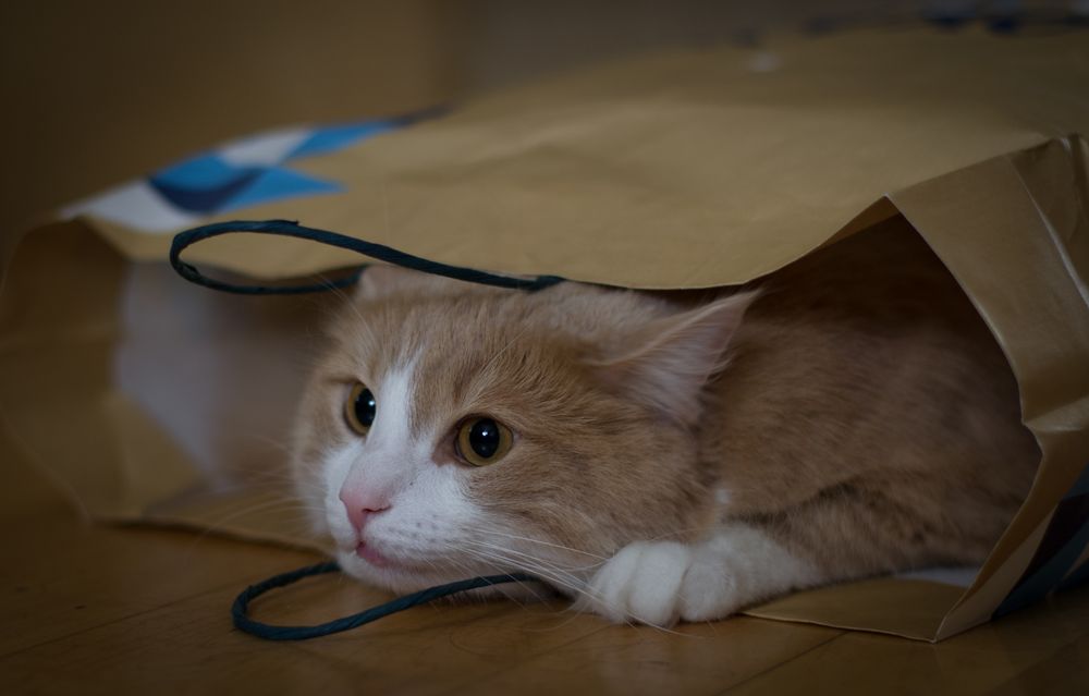 Die Katze im Sack Foto & Bild tiere, haustiere, katzen Bilder auf Die Katze im Sack Foto & Bild tiere, haustiere, katzen Bilder auf