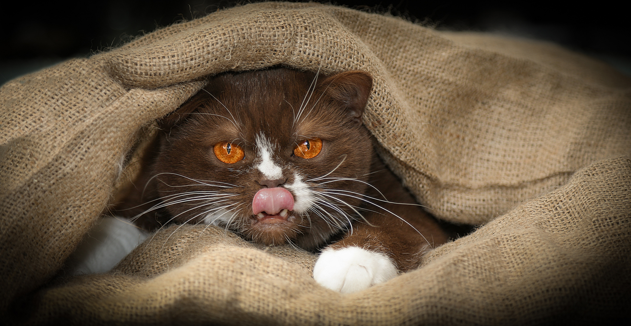 ...die Katze im Sack ) Foto & Bild fotos, natur, kater Bilder auf ...die Katze im Sack ) Foto & Bild fotos, natur, kater Bilder auf