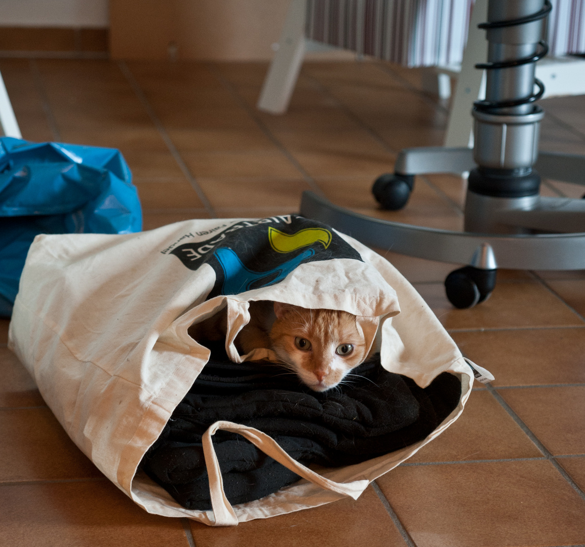 ...die Katze im Sack gekauft.