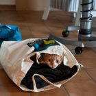 ...die Katze im Sack gekauft.