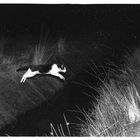 Die Katze im Sumpf, analog 1972