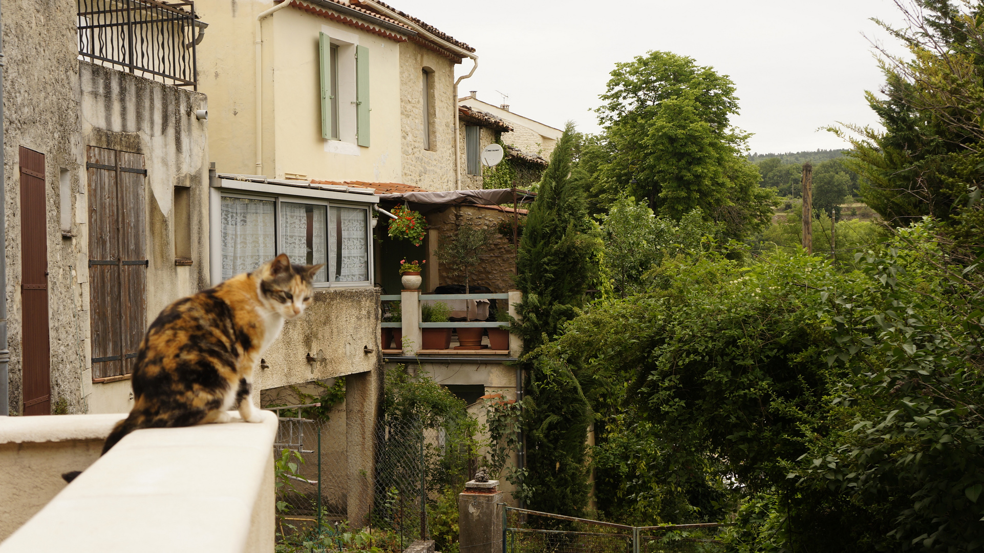 Die Katze in Hyeres