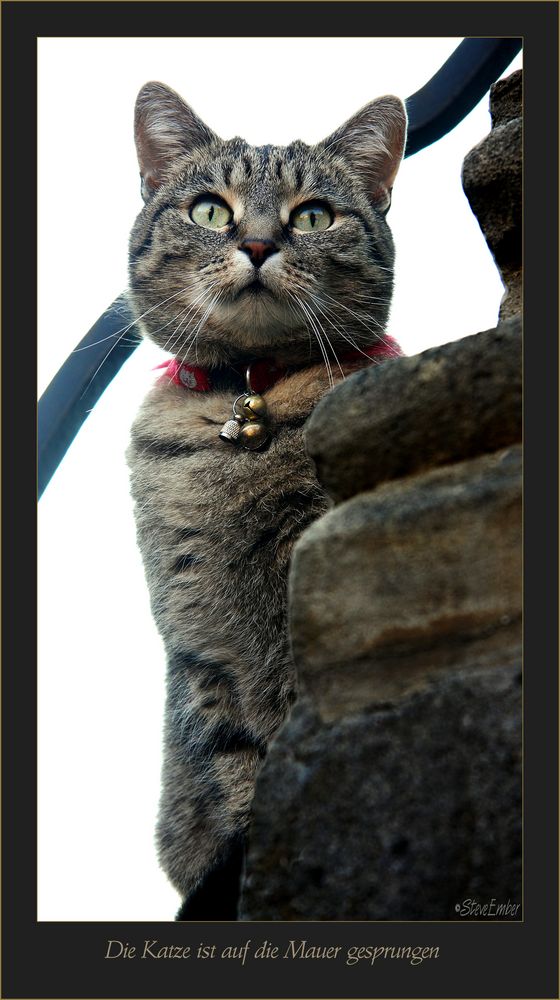 Die Katze ist auf die Mauer gesprungen