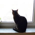 Die Katze ist beleidigt oder  "das Fenster zum Hof "