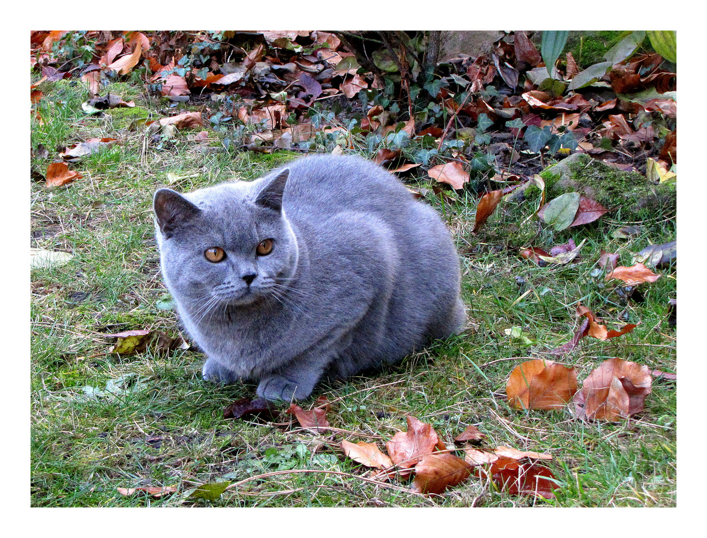 Die Katze ist das Meisterstück der Natur