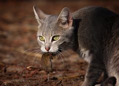 Die Katze kann das Mausen nicht lassen