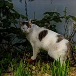 die Katze Kleo (ungeklont, aber mit Knoblauchgrün)