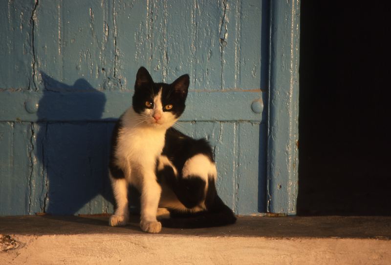 Die Katze kratzt am Knie