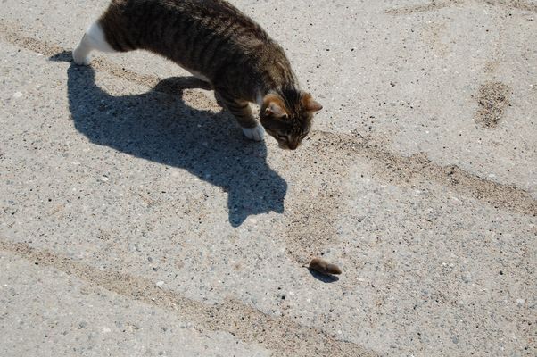 Die katze läßt das Mausen nicht!