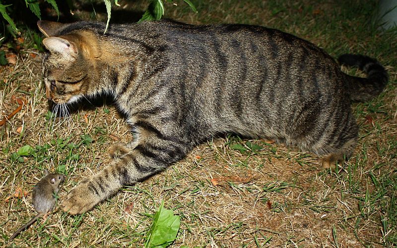 Die Katze lässt das mausen nicht