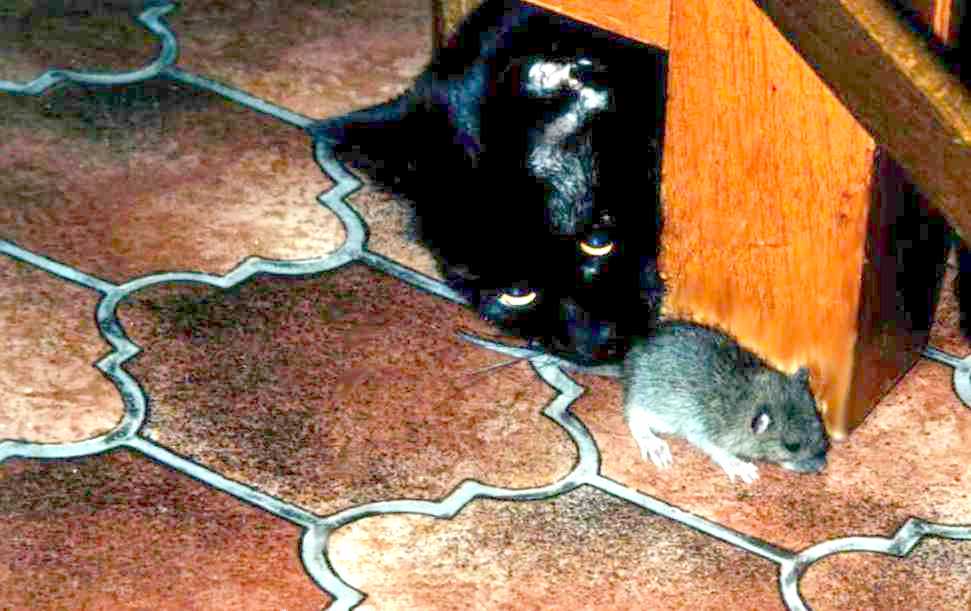 Die Katze läßt das Mausen nicht!