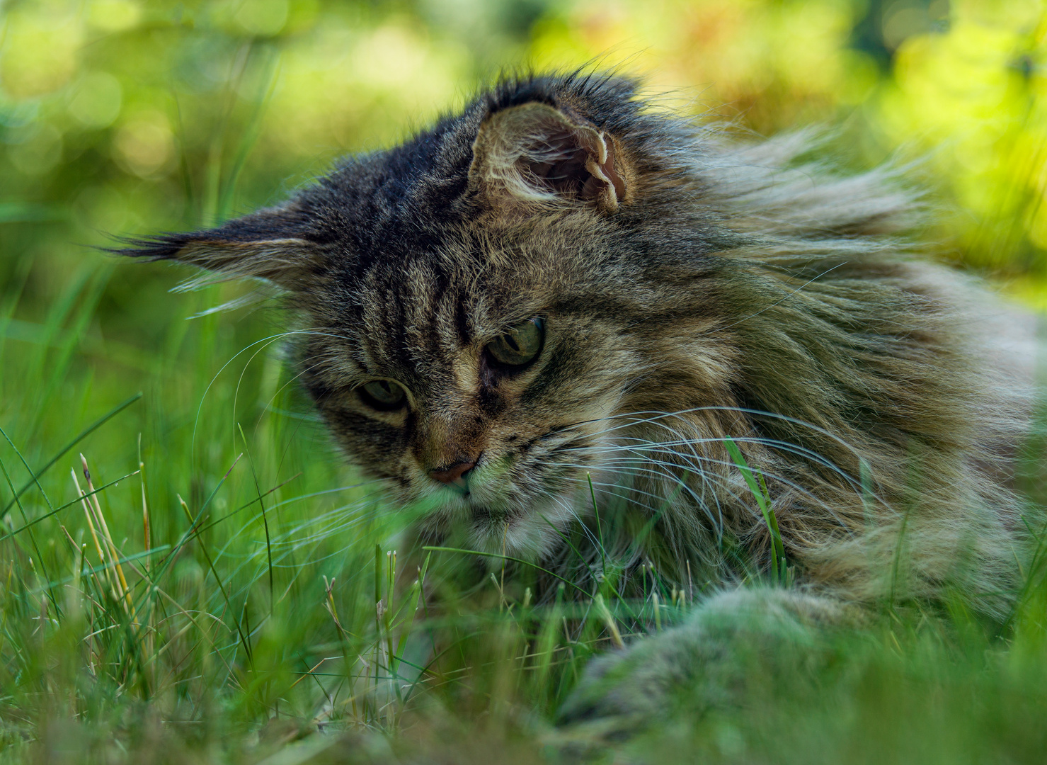 Die Katze lässt das Mausen nicht