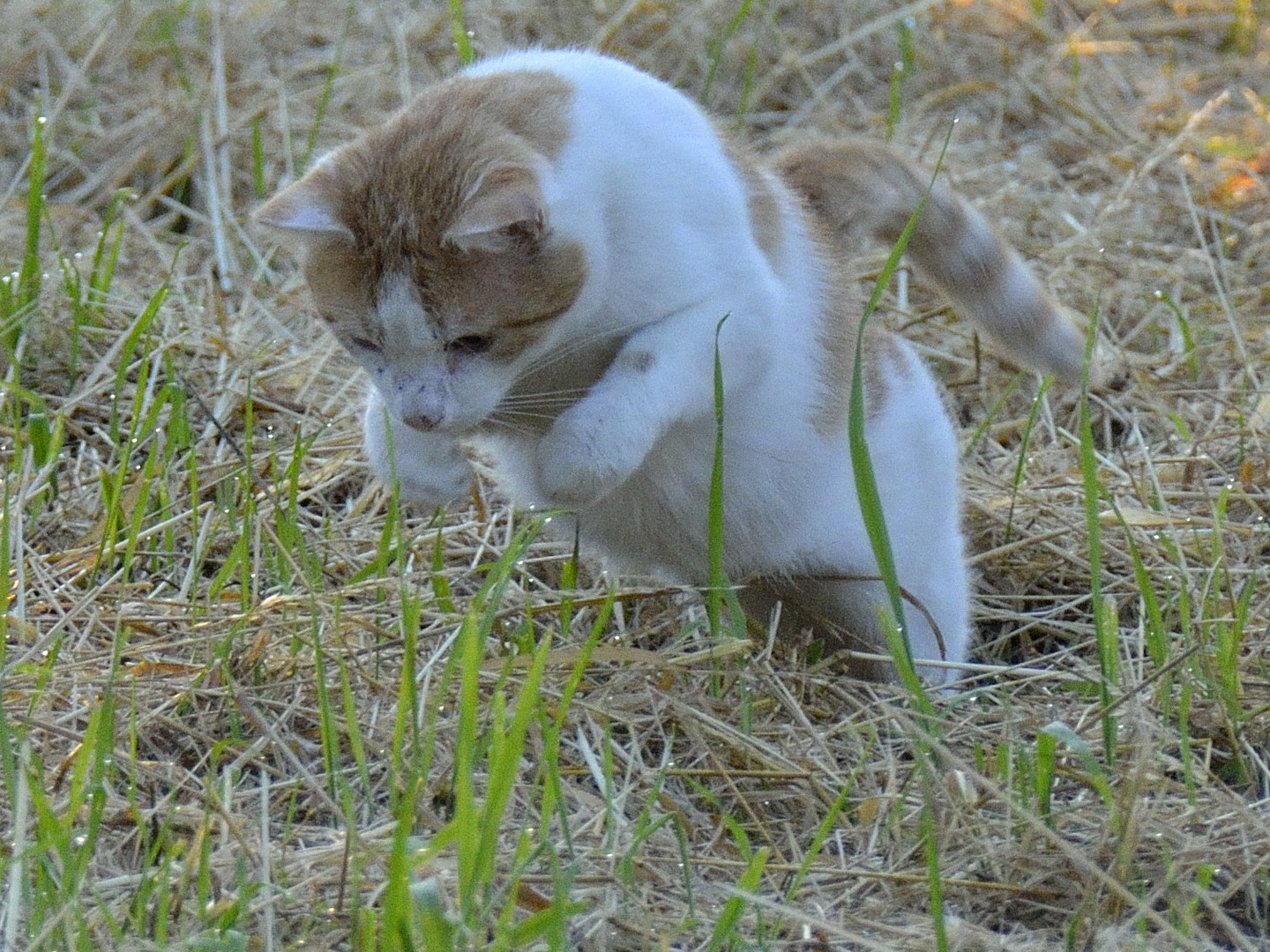 Die Katze läßt das Mausen nicht