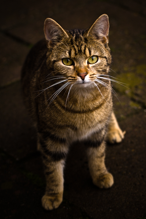 die Katze meiner Oma..