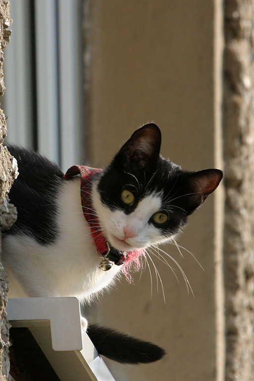 Die Katze mit dem Glöckchen